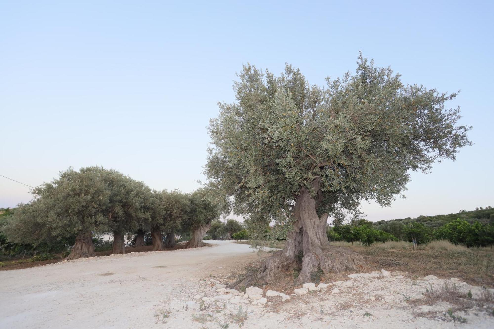 Relais Dea Degli Ulivi Hotell Agrigento Exteriör bild